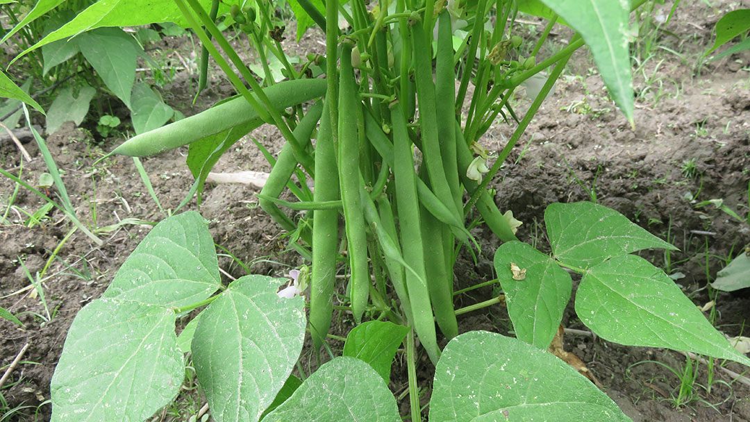 Beans